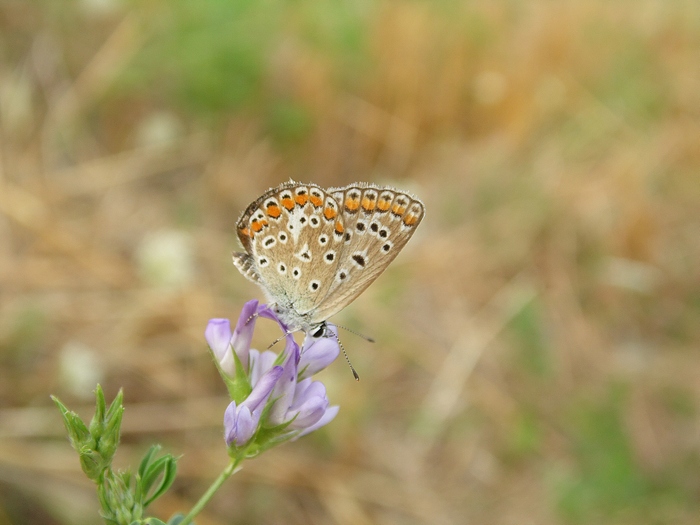 i soliti Polyommatus icarus?